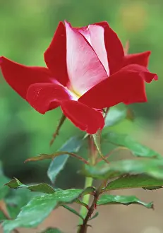Weird: Rose