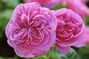 Jekyll: Rose