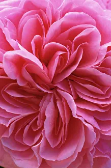 Jekyll: Rose