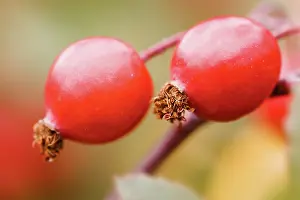 Rosehip: Rose