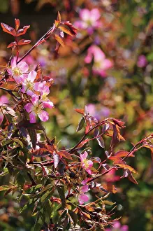 Glauca: Rose