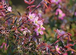 Glauca: Rose