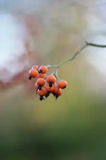 Cluster: Rose, Rosa glomerata, Twig with a cluster of small