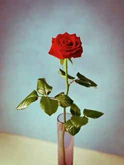 Favourite: Rose, Rosa Grand Prix, Single stem red rose with