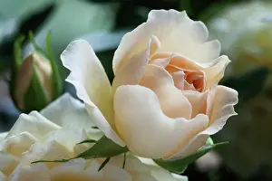 Joyful: Rose, Rosa Happy Birthday, Side view of one pale