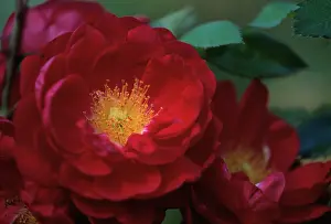 Henry: Rose