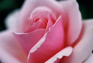 Splendid: Rose