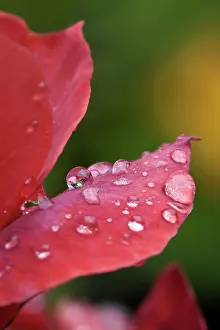 Moisture: Rose, Rosa Hot Chocolate, red coloured petals covered with