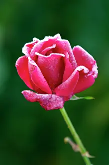 Jacques: Rose - Rosa Jacques Cartier - The structure of