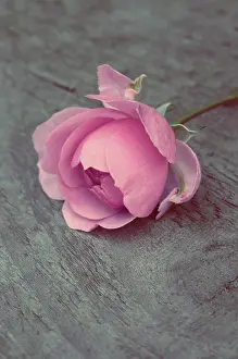 Reine: Rose