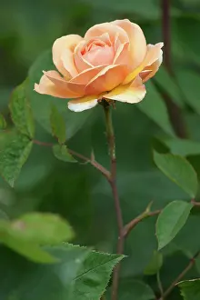 Apricot: Rose, Rosa Leander Apricot coloured flower on a long stem