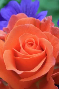 Peach: Rose, Rosa For you with LoveI, Close front view