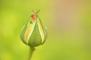Enclosed: Rose