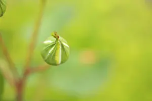 Enclosed: Rose