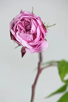 Flowered: Rose, Rosa MARY ROSE Ausmary, a double flowered