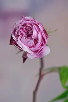 Flowered: Rose, Rosa MARY ROSE Ausmary, a double flowered