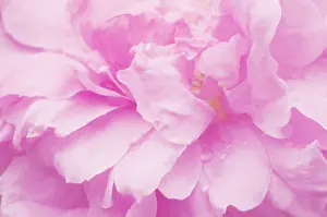 Marriage: Rose