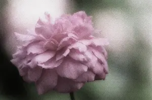 Mayflower: Rose