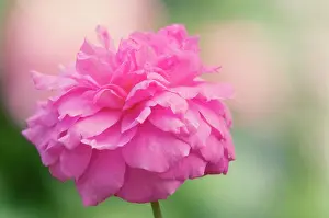 Mayflower: Rose