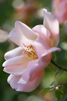 Classic: Rose