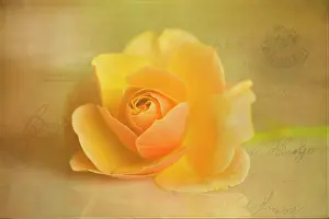 Peach: Rose, Rosa Norwich Castle merged with a texured postcard b