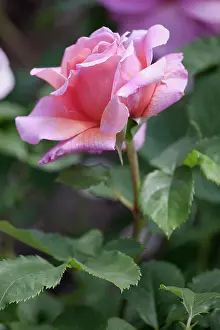 Viewed: Rose, Rosa oiWisley 2008i, pink flower viewed from side