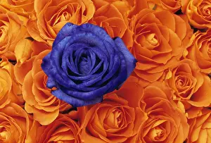 Crowd: Rose, Rosa, Orange subject