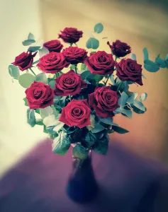 Dianthus: Rose, Rosa Passion, Classic dozen deep red roses