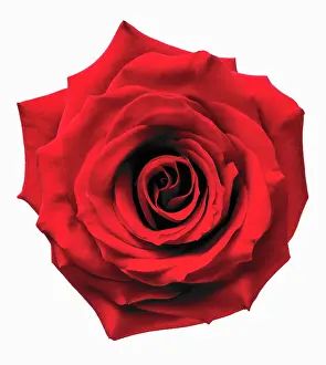 Skincare: Rose, Rosa Passion, Close view from overhead of