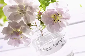 Container: Rose, Rosa Paul's Himalayan Musk