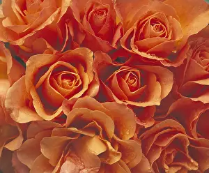Peach: Rose, Rosa, Peach subject