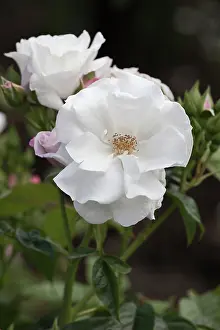 Creeper: Rose, Rosa Pearl Drift, white coloured flowers