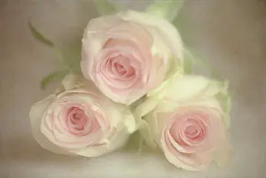 Enhanced: Rose, Rosa, Three pink flowers, grouped together surrounded