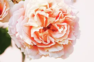 Polka: Rose