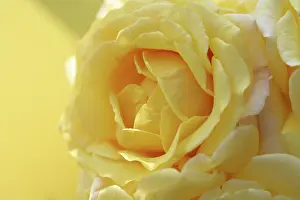 Prime: Rose
