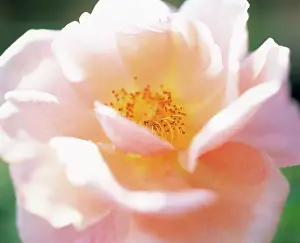 Elizabeth: Rose