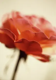 Peach: Rose