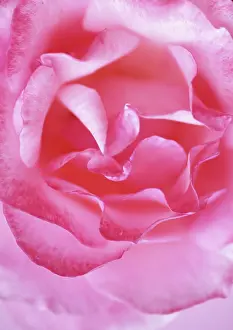 Uncluttered: Rose