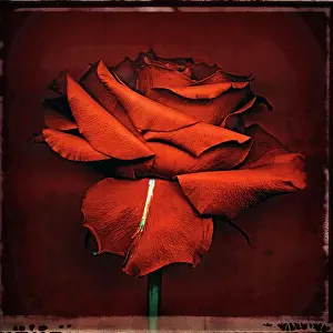 Enhanced: Rose, Rosa, red flower with a white stripe on one petal agai