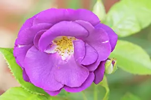 Floribunda: Rose