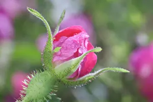 Rubiginosa: Rose