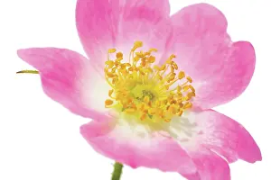 Rubiginosa: Rose