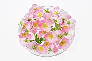 Rubiginosa: Rose