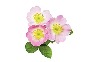 Rubiginosa: Rose