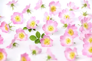 Rubiginosa: Rose