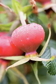 Rosehip: Rose