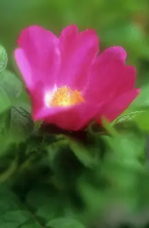 Rugosa: Rose