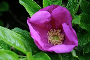Rugosa: Rose
