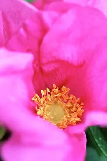 Gaudy: Rose