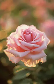Savoy: Rose